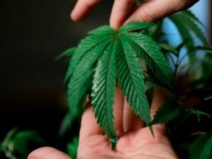 How Long Do Cannabis Clones Take to Root in Water