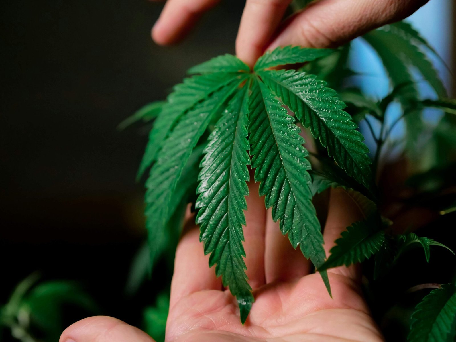 How Long Do Cannabis Clones Take to Root in Water? : A Complete Guide