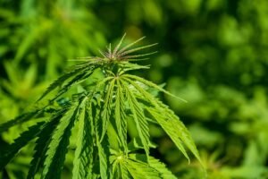 How far should light be from cannabis clones?