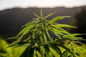 How long do cannabis clones take to start growing
