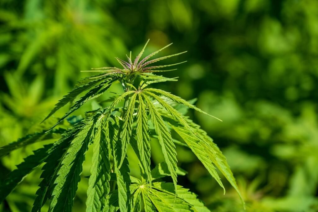 How to Grow Cannabis Clones Directly in the Soil: A Complete Guide