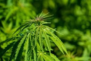How to Grow Cannabis Clones