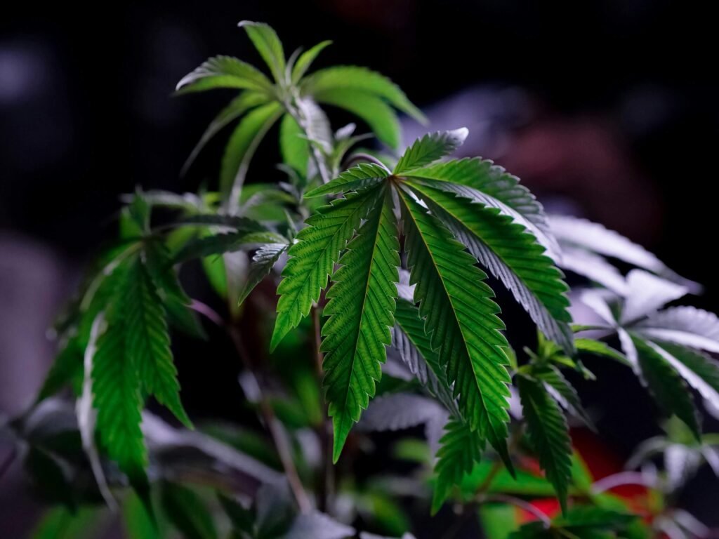 How Often Do You Spray Cannabis Clones?