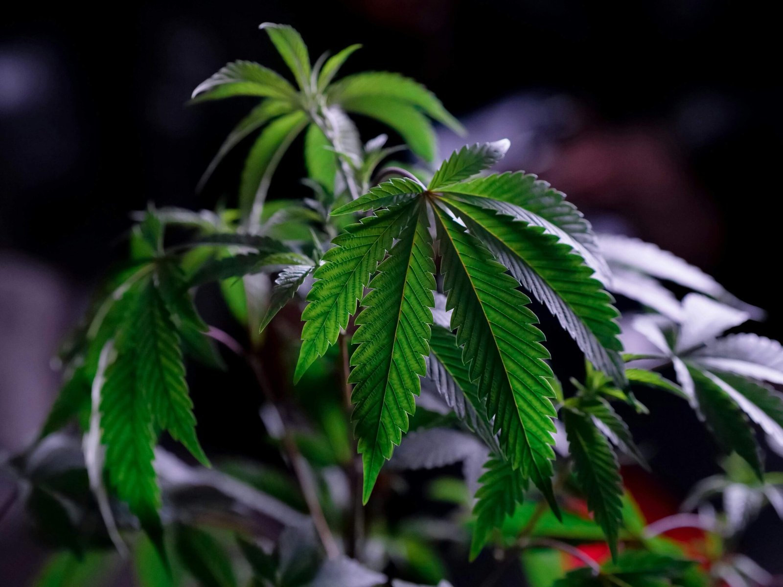 How Often Do You Spray Cannabis Clones?