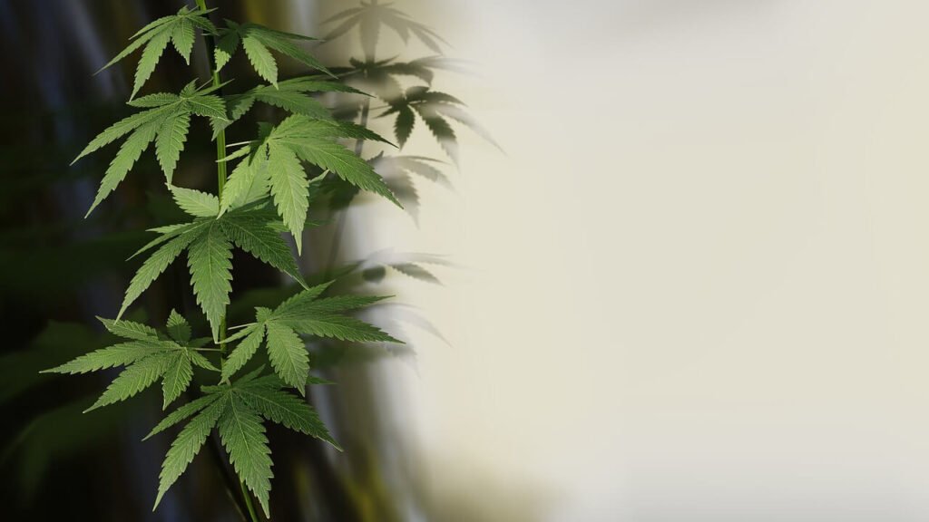 Common Mistakes to Avoid When Cloning Cannabis Plants