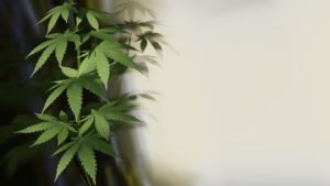 Common Mistakes to Avoid When Cloning Cannabis Plants
