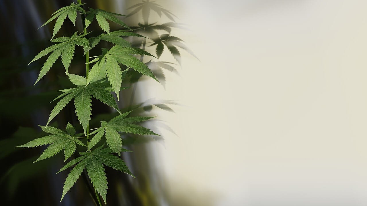 Common Mistakes to Avoid When Cloning Cannabis Plants