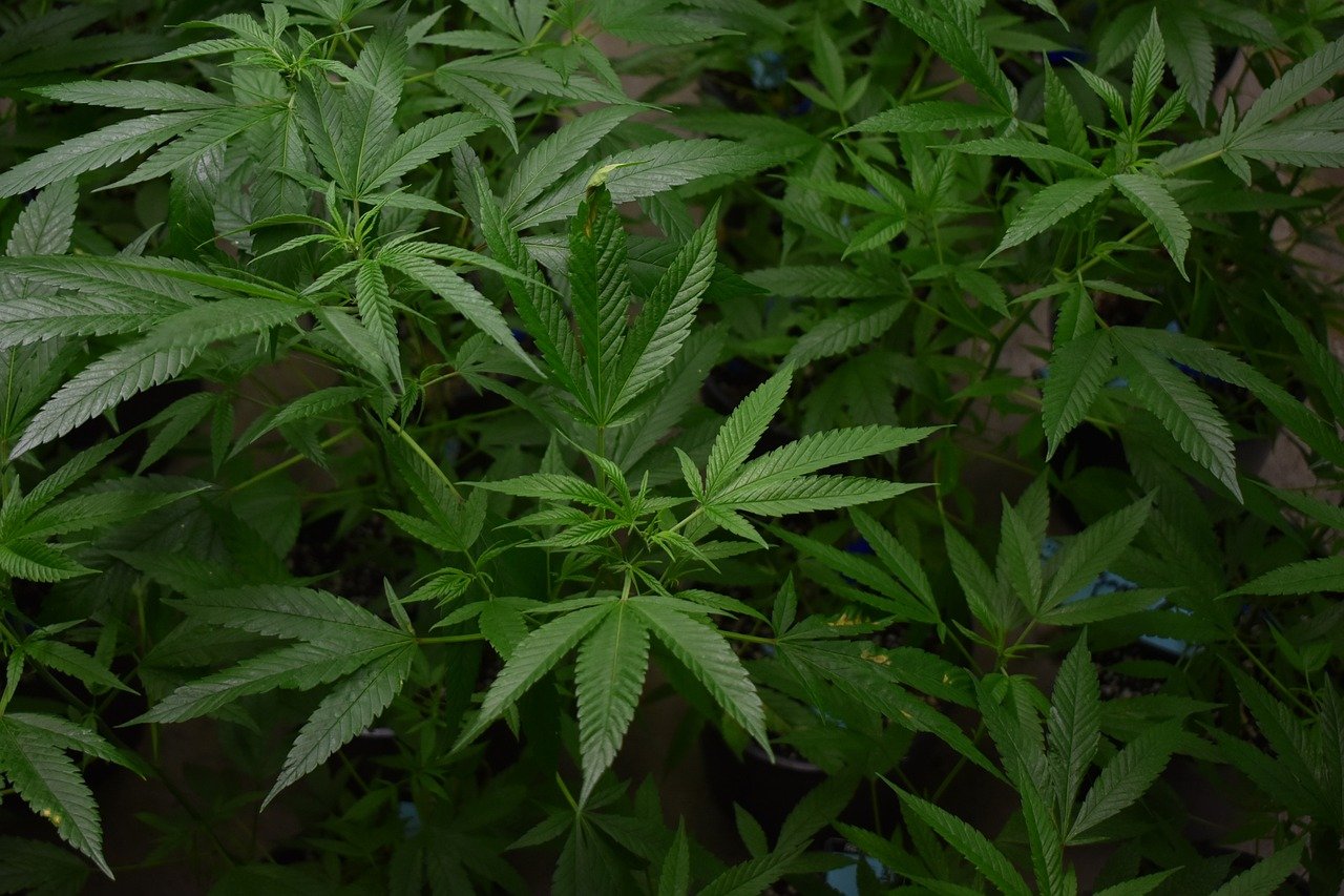 Growing Cannabis Outdoors For Beginners: 7 Tricks To Start On The Right Foot