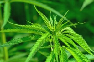 How to Create a Sustainable Cannabis Clone Garden