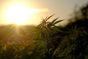 The-Importance-of-Soil-Aeration-and-Drainage-in-Cannabis-Cultivation