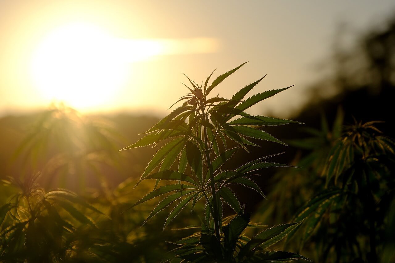 The Importance of Soil Aeration and Drainage in Cannabis Cultivation