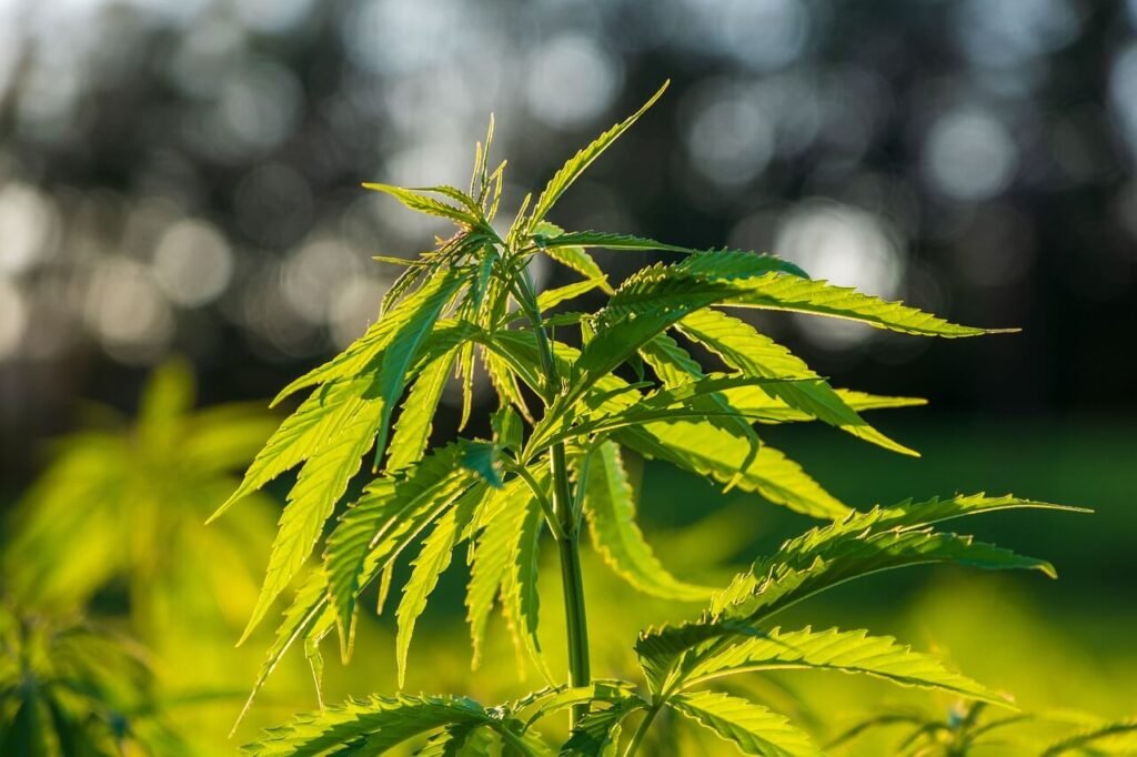 Understanding the Role of Water Quality in Cannabis Cultivation