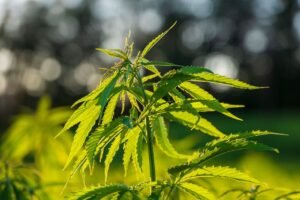 Understanding the Role of Water Quality in Cannabis Cultivation