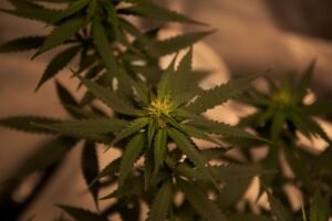 Why Grease i95 Clones are Perfect for Canadian Growers
