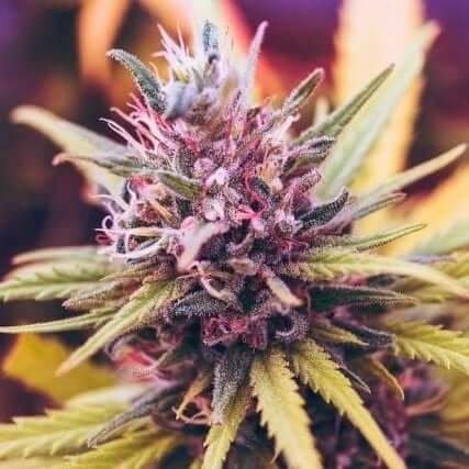 Top 5 Reasons to Buy Island Pink Clones from CannabisClonesCanada.com
