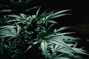 HLVd is for Cannabis Clones