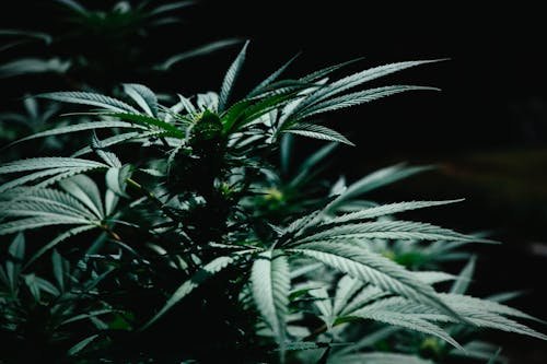 How Bad HLVd is for Cannabis Clones and Why We Test Every 3 Months? | Cannabis Clones Canada