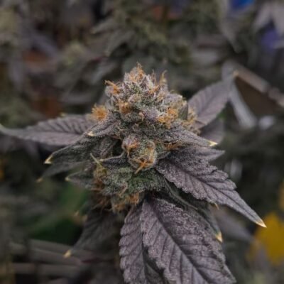 Maximum Yield Bundle Pack