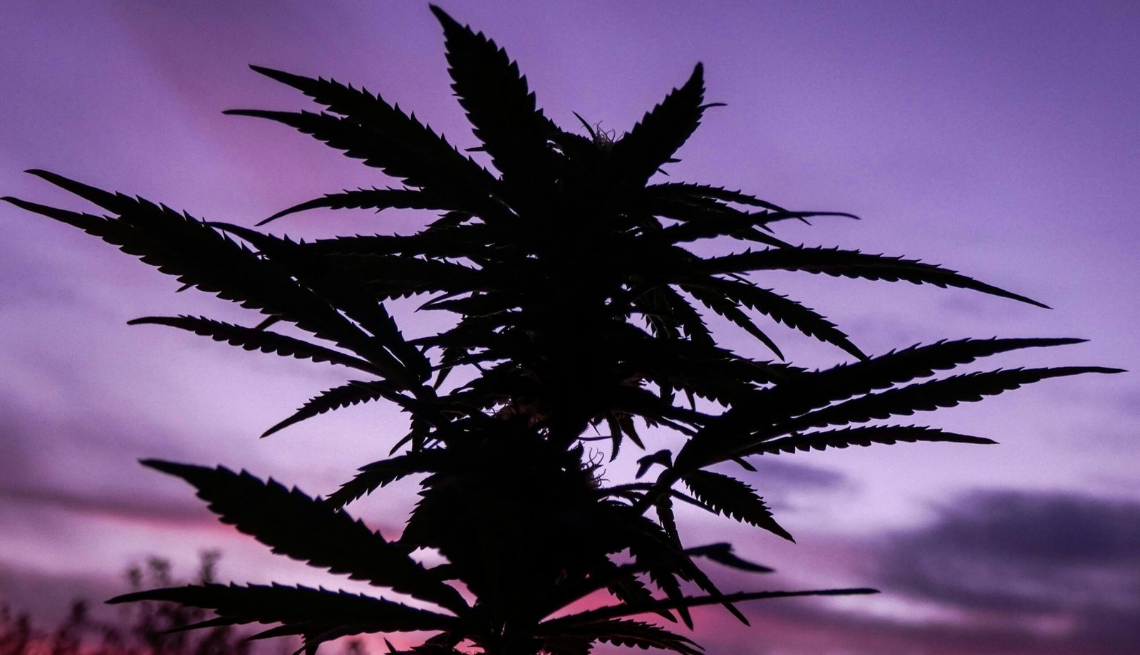 How to Grow MAC Donuts Strain in Canada: A Guide by Cannabis Clones Canada