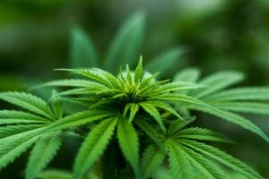 Top 10 Cannabis Clones