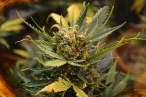 Buy Premium Cannabis Clones