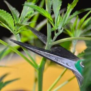 Cannabis-Clones