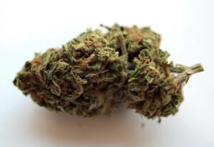 High-Quality Cannabis Clones in Canada