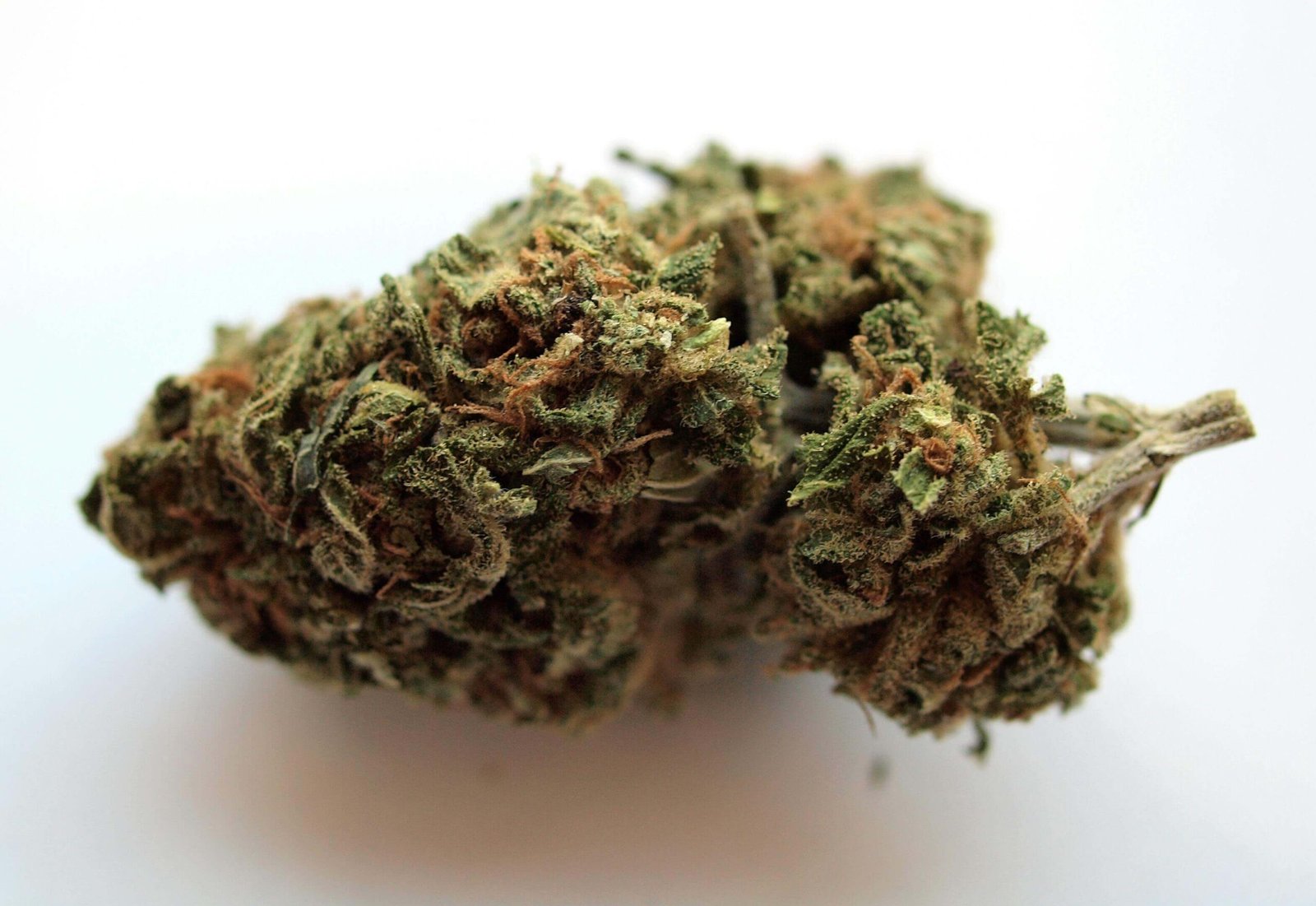 Maximizing Yield with Cannabis Clones in Canada’s Short Season
