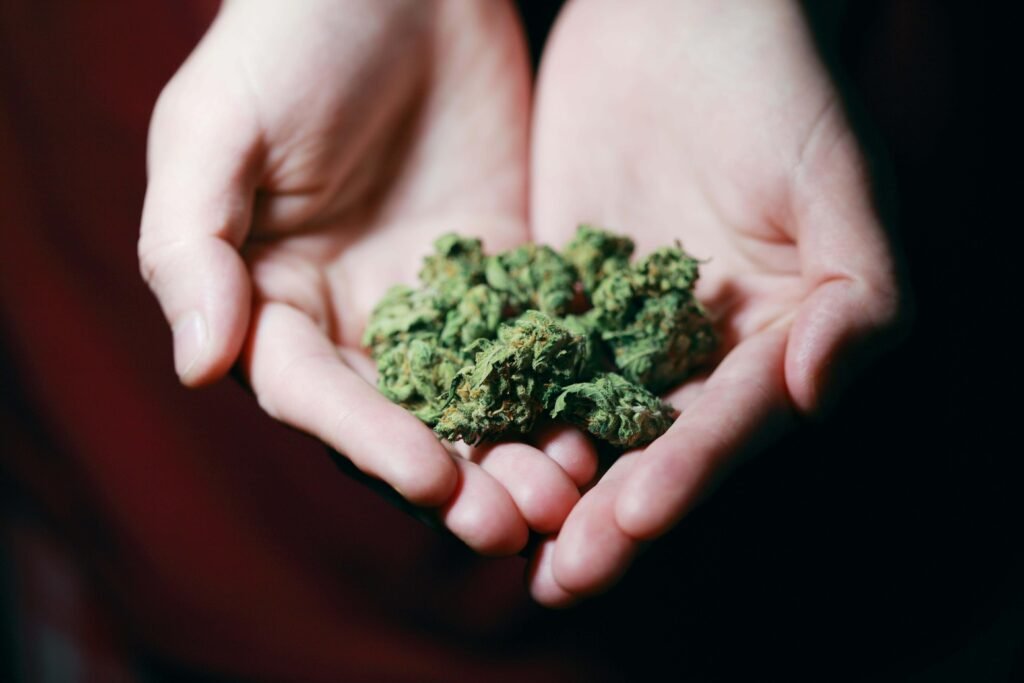 Top Factors to Consider When Choosing Cannabis Clones for Your Indoor Grow in Canada