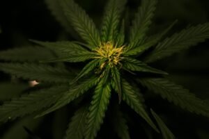 Transport Cannabis Clones