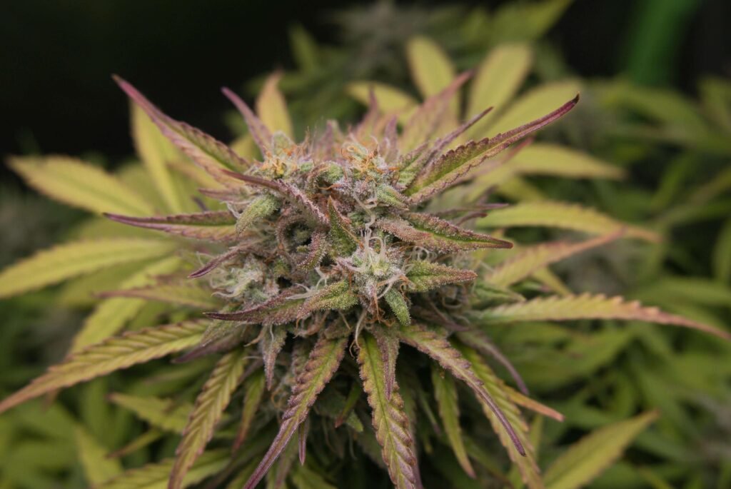 Save Time and Boost Yields with Ready-to-Plant Cannabis Clones from Cannabis Clones Canada