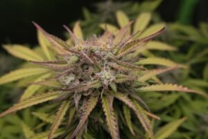 cannabis clones