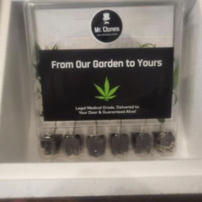 Growing Cannabis Clones is Super Easy