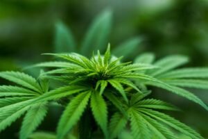 Buying High-Quality Cannabis Clones
