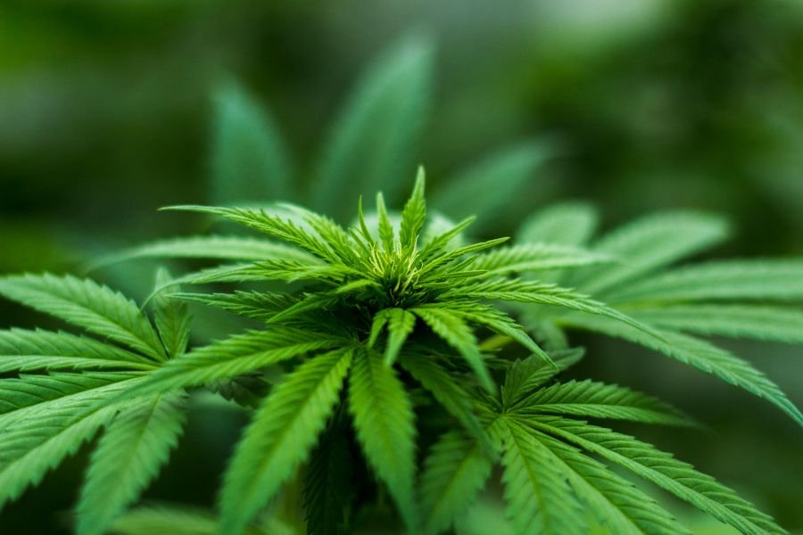 5 Signs You’re Buying High-Quality Cannabis Clones Online