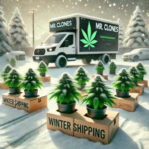 Free shipping in winter - Mr clones