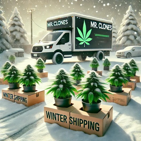 Worry-Free Winter Shipping: How Cannabis Clones Canada Keeps Your Plants Safe