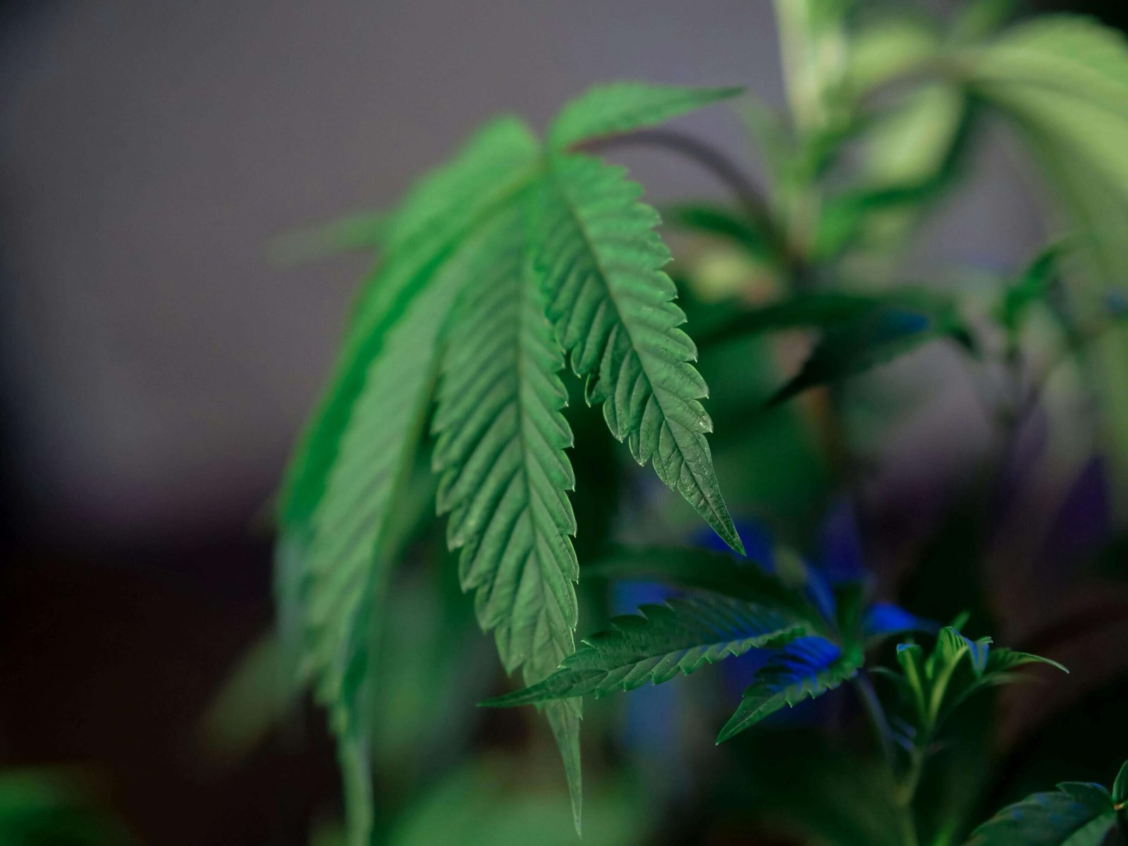 Grow Smarter, Not Harder: The Power of High-Yield Cannabis Clones