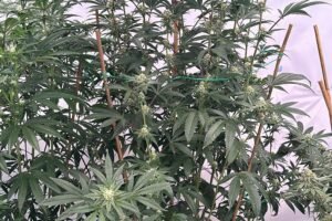High-quality-cannabis-clones.