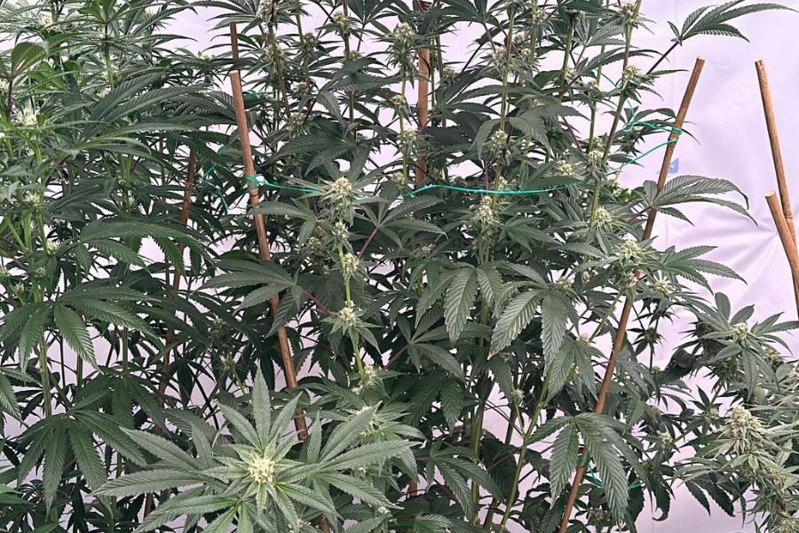 How Cannabis Clones Canada Prioritizes Healthy Plants for Better Yields