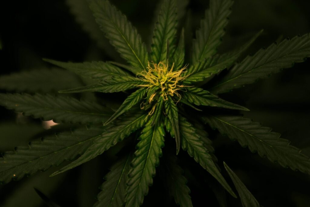 Maximize Your Harvest: How High-Yield Cannabis Clones Transform Your Grow