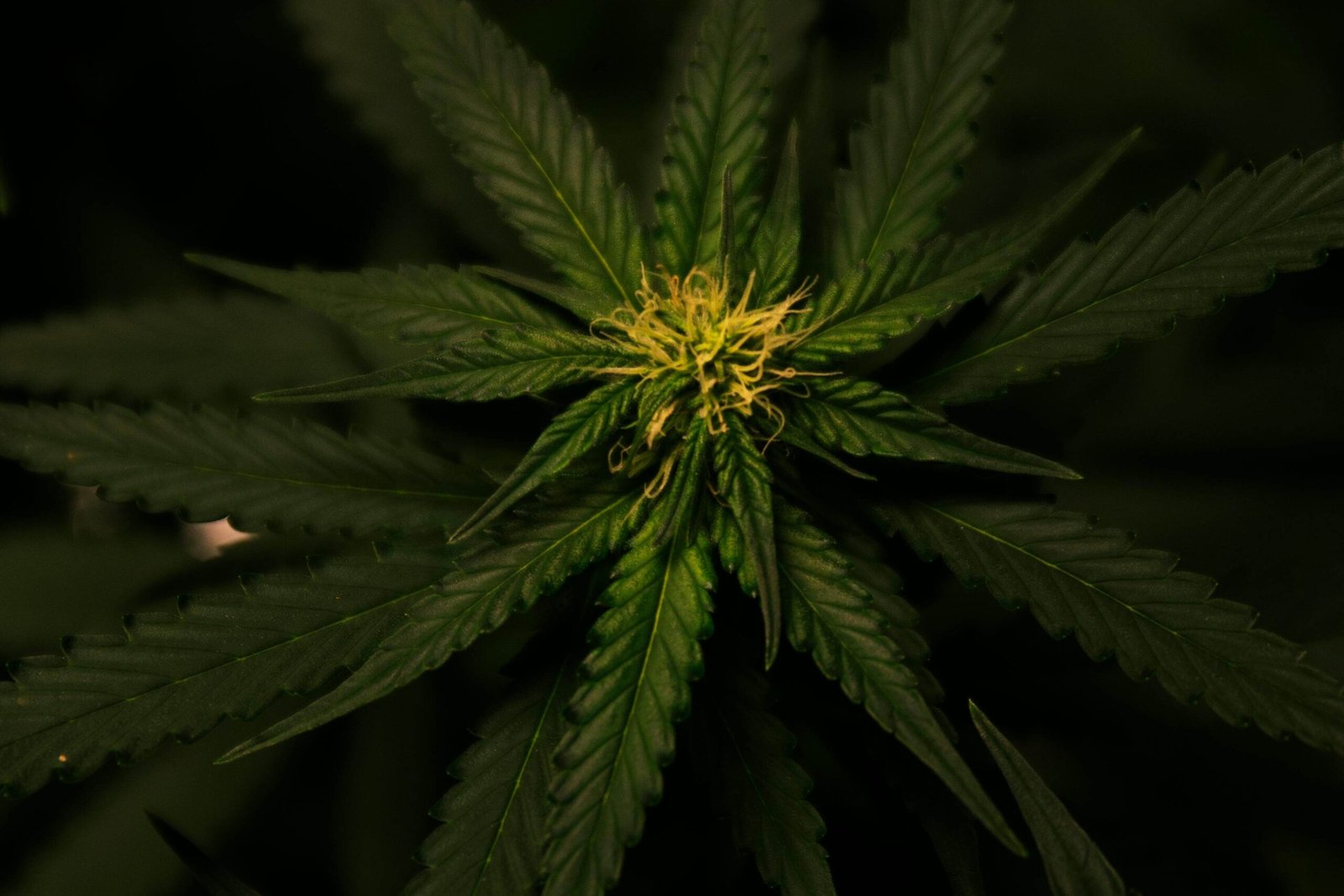 Maximize Your Harvest: How High-Yield Cannabis Clones Transform Your Grow