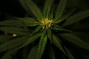 The-Environmental-Benefits-of-Growing-Cannabis-Clones