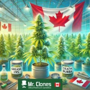 Top-Cannabis-Strains-for-High-Yield-Cloning-in-Canada