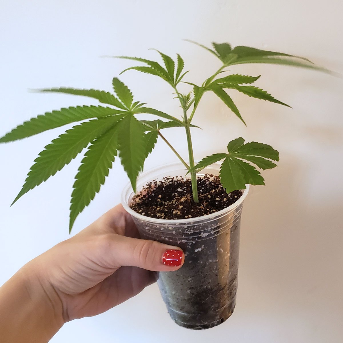 Why Clones are Better than Seeds: Straight Talk for Serious Growers?
