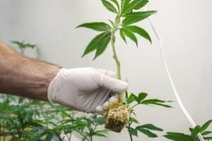 Cannabis-Clones