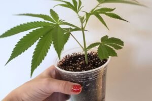 Cannabis-Clones-and-Parkinson