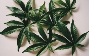 First-Time-Growers-Growing-Cannabis-Clones-is-Super-Easy
