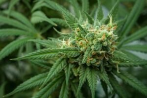 How Cannabis Clones Can Support Alzheimer’s and Dementia Patients