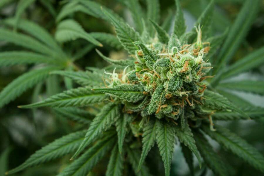 How Cannabis Clones Can Support Alzheimer’s and Dementia Patients